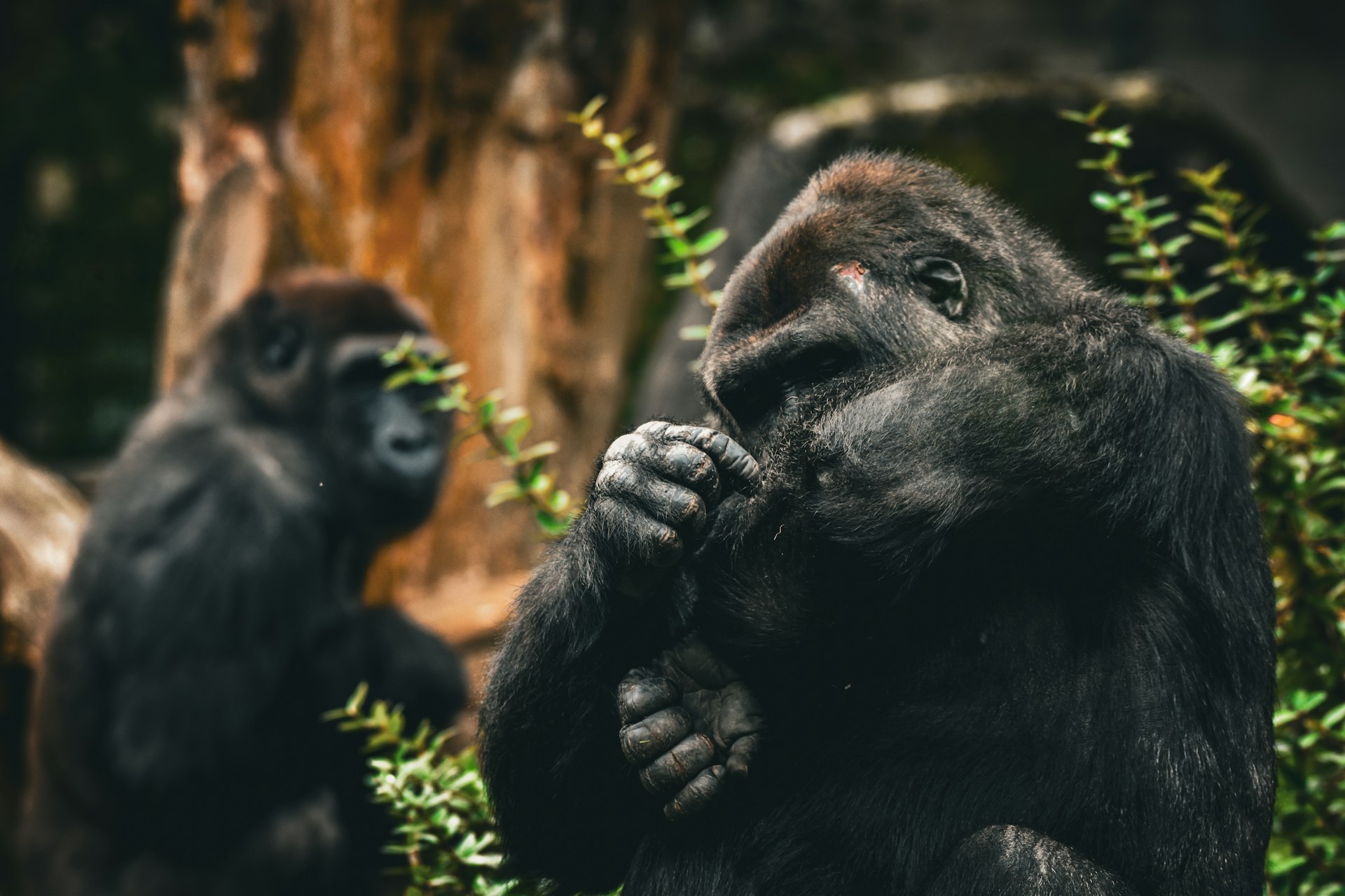 A couple of gorillas standing next to each other